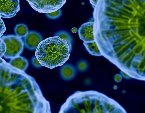 Medical Imaging / Microscopy